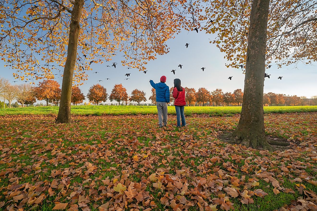 Research has shown that birds are a source of human well-being.