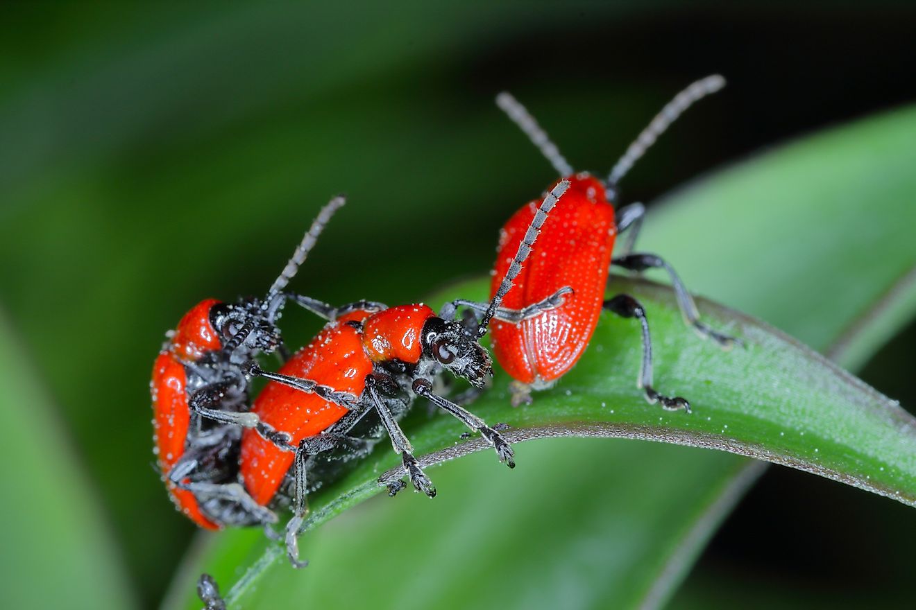 Scarlet lily beetles. Image credit: Tomasz Klejdysz/Shutterstock.com