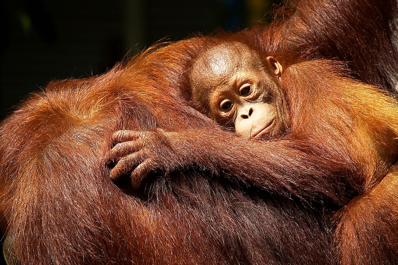 Female orangutan and her baby in the rainforest. Image credit: Michel arnault/Shutterstock.com