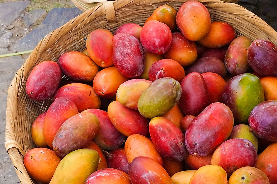 Mangoes are on the crops grown in El Salvador. 