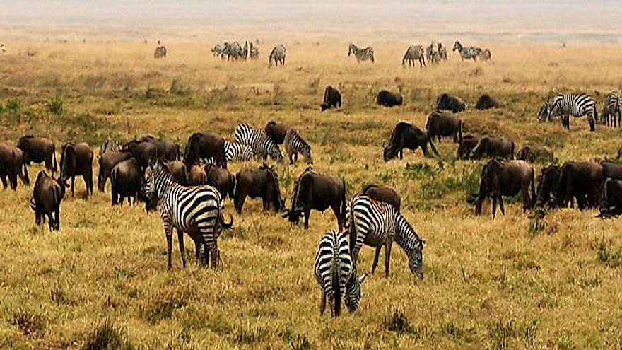 Tanzania has a rich biodiversity distributed across the country.