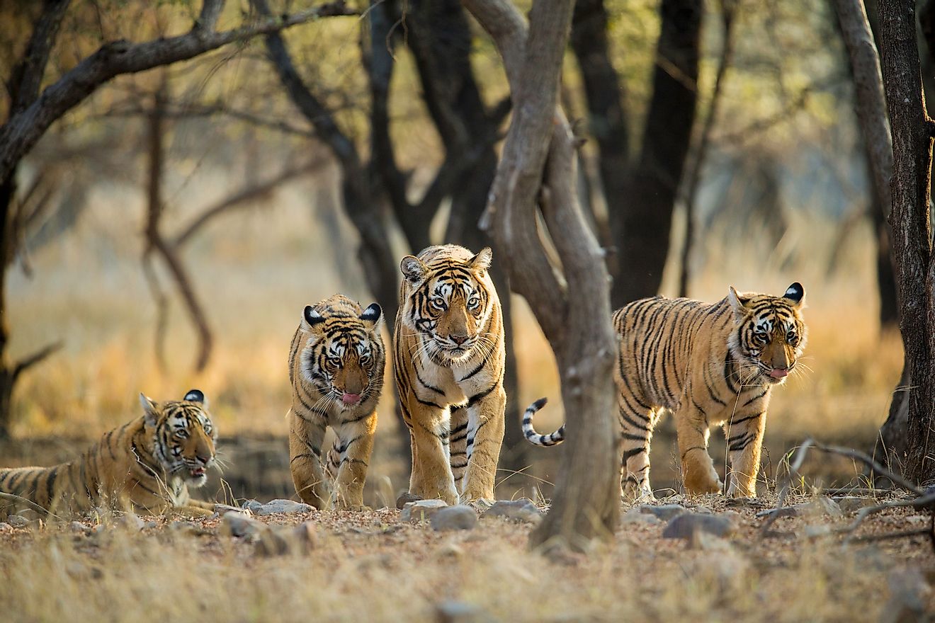 Tiger family on a stroll one early morning at Ranthambhore National Park, Rajasthan, India.