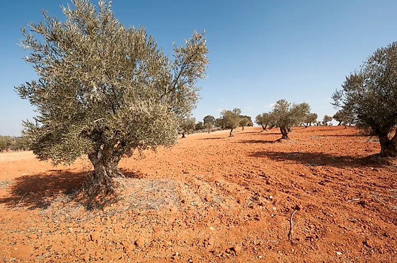 Olive trees such as these are well-suited for growing in semiarid environs.