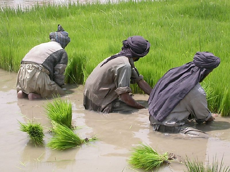 Irrigation canals in Afghanistan use snow melt from mountain rivers to transform otherwise arid land into lush rice paddies.