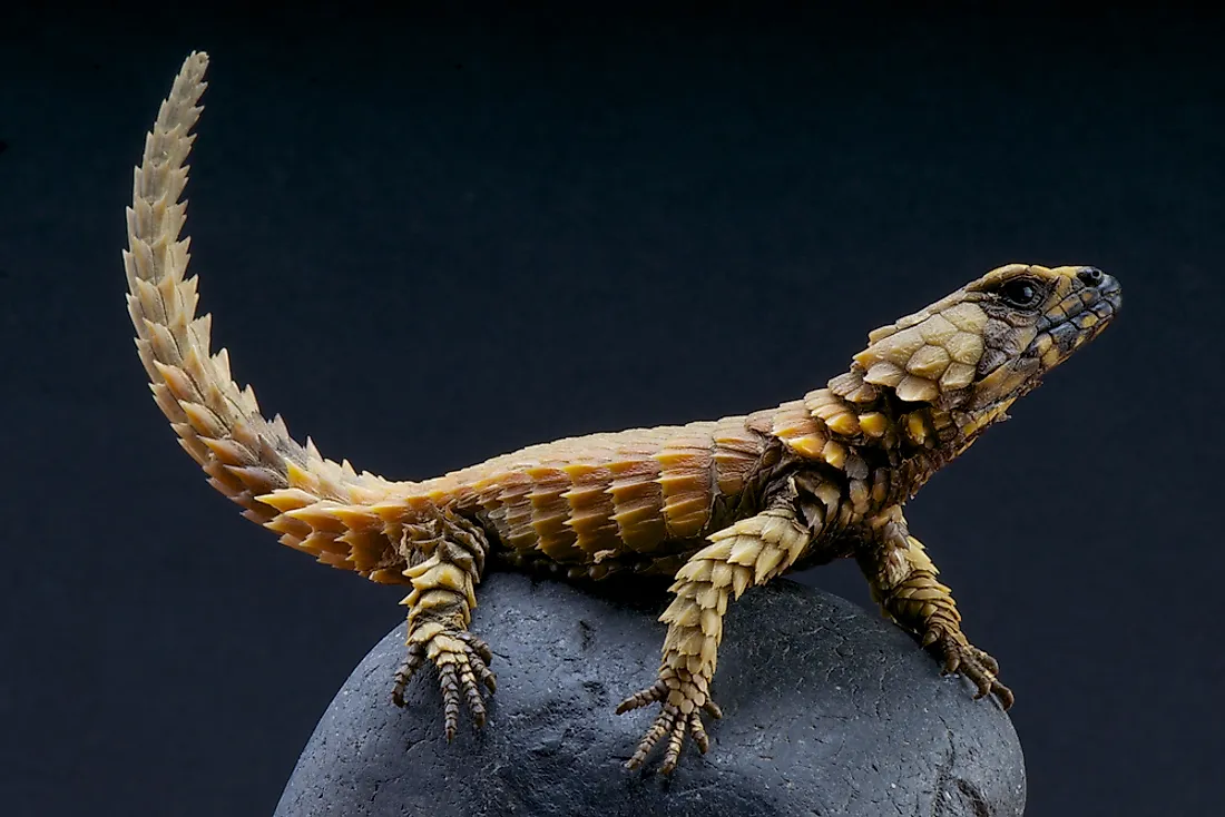 10 Of the World's Most Amazing Lizard Species - WorldAtlas