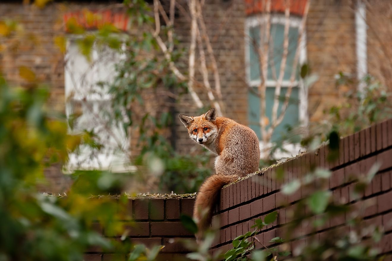 A red fox on a residential brick wall.