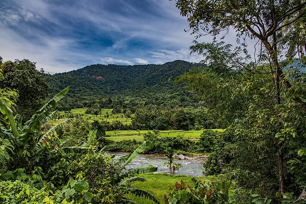 The rainforest of Sumatra, Indonesia.