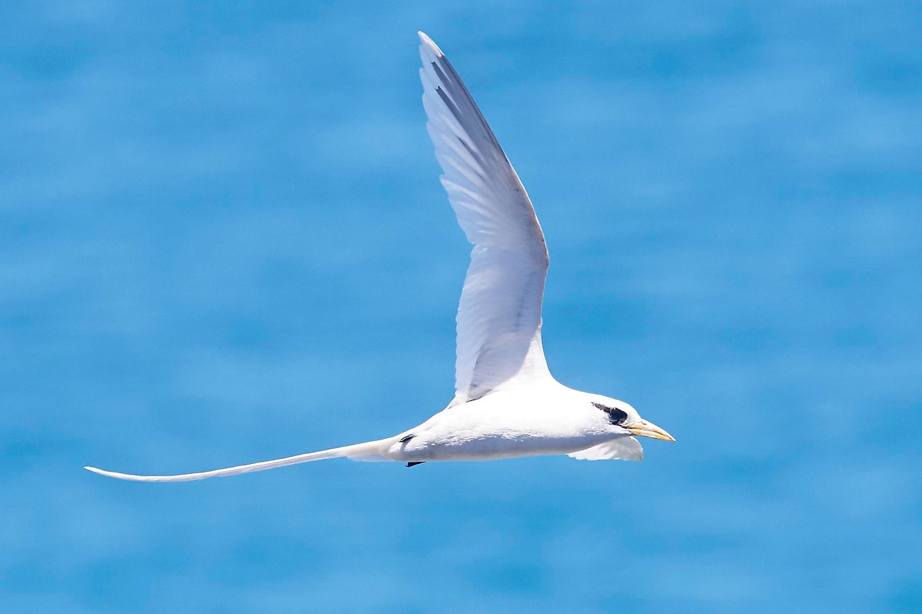 A white-tailed tropicbird.