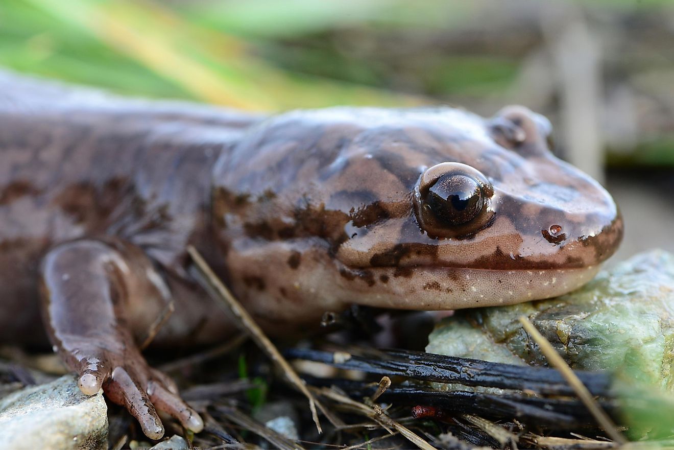 The California giant salamander is closely related to the Idaho giant salamander.