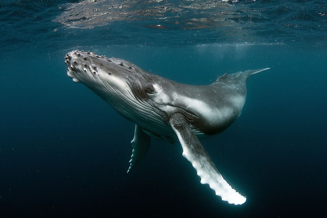 Humpback Whale Calf.