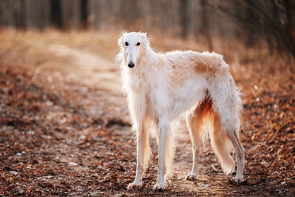 Borzoi.