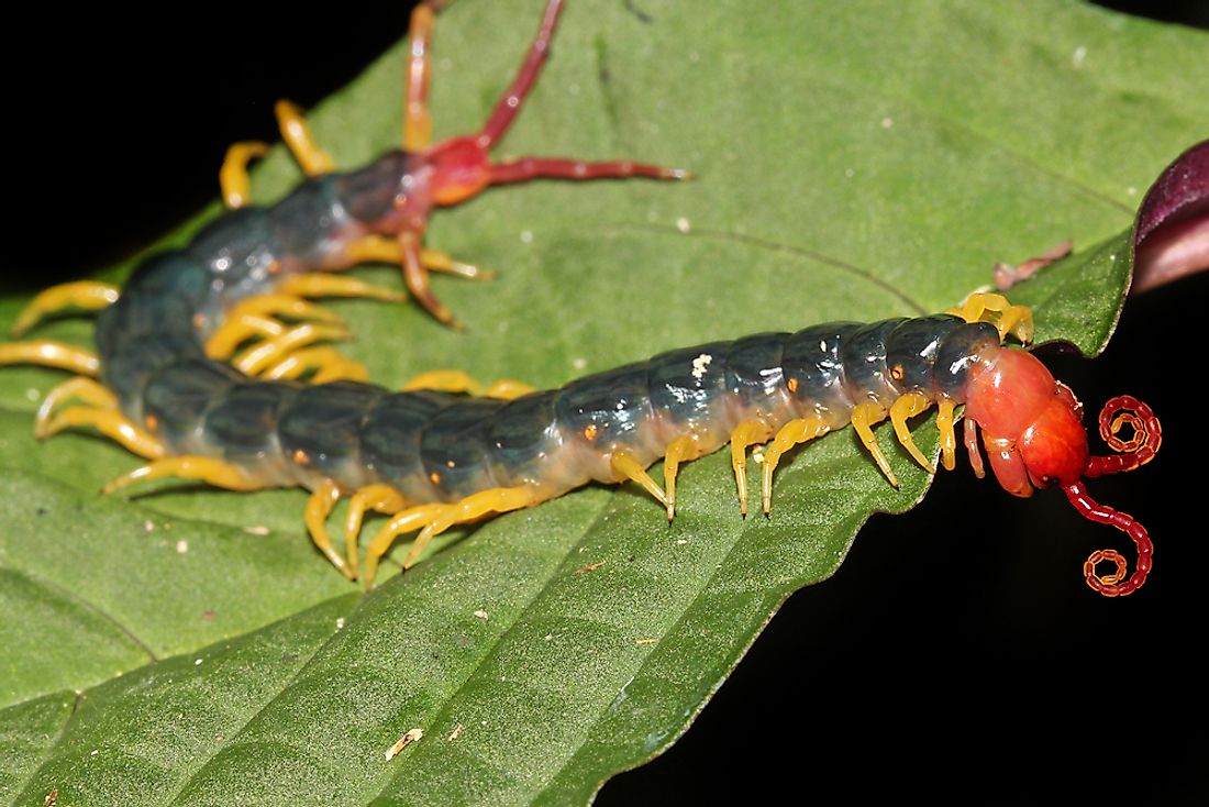 The creepy crawly appearance of the Amazonian Giant Centipede. 