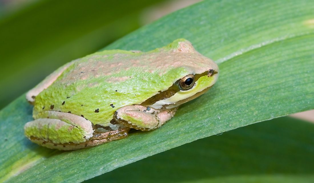 Pacific chorus frogs are normally green and brown with a black stripe.