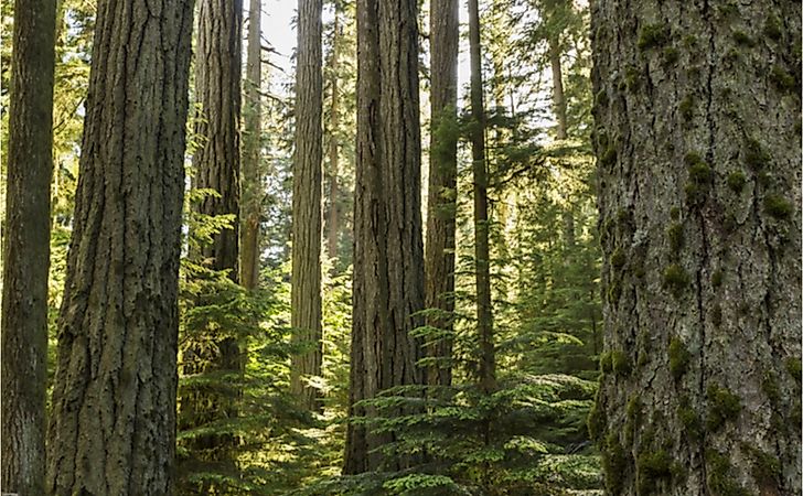 Giant Douglas Fir trees with thick fire-resistant barks.