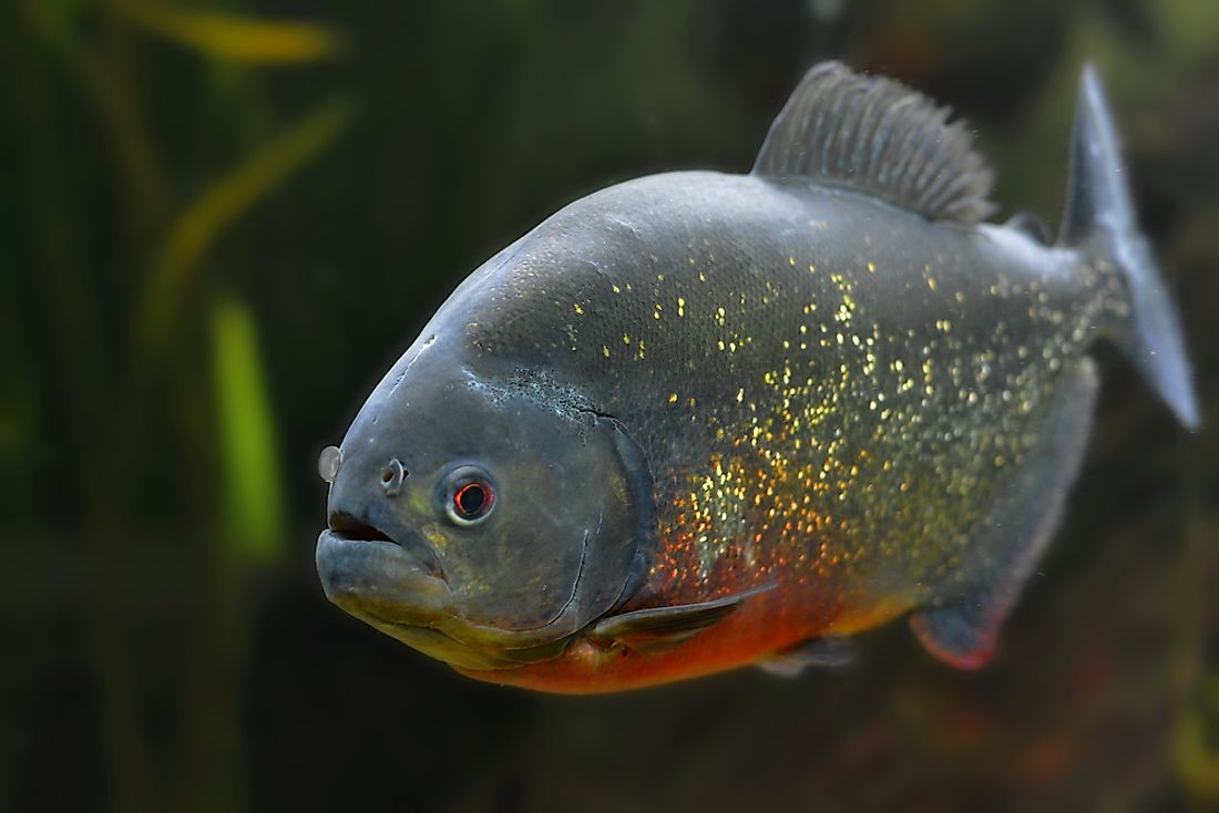 The piranha may look innocent, but don't let that fool you. 