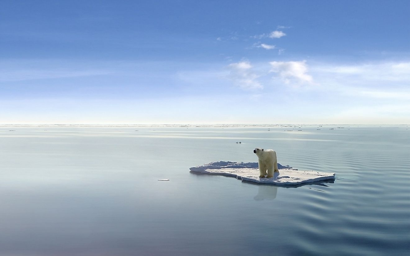 Polar bear on an ice floe. Image credit: Jan Martin Will/Shutterstock.com