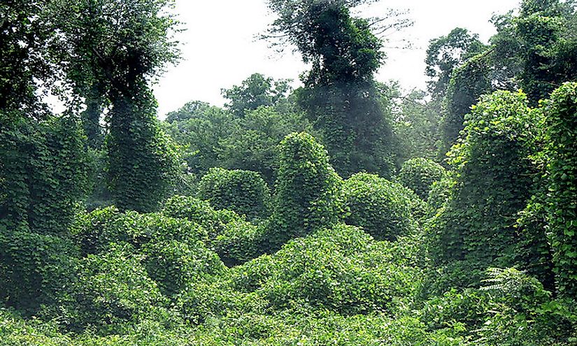 Dense kudzu vegetation.