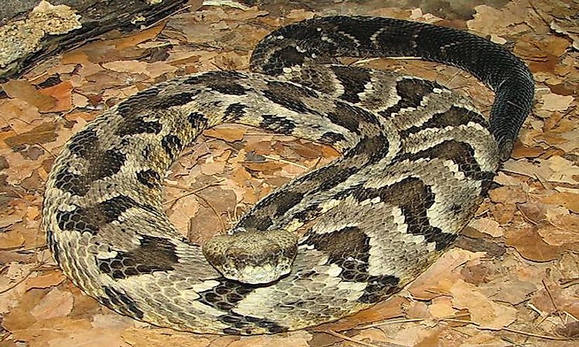 A timber rattlesnake is one of the most venomous snakes of Alabama.
