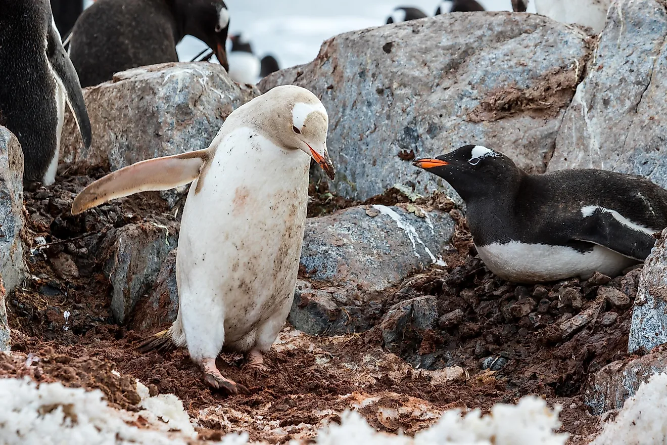 These water birds are magnificent swimmers, have an endearing temperament, and apparently no fear of humans.