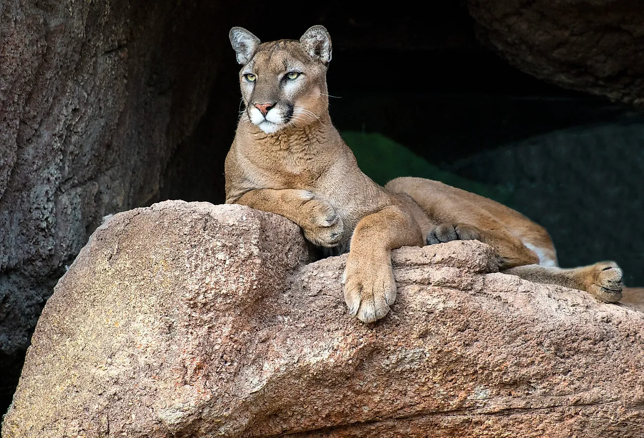 Mountain lion on a rock.