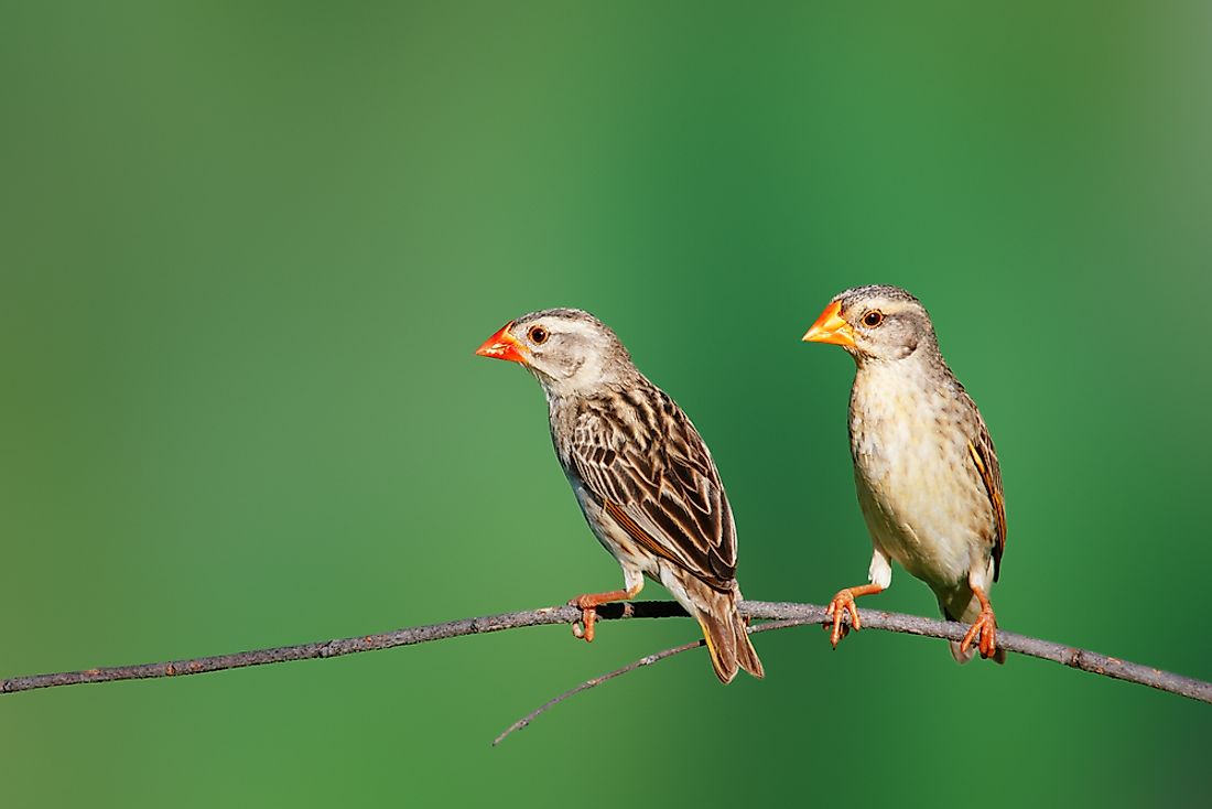 Two red-billed queleas on a branch. After domestic chickens, the red-billed quelea is the world's most abundant bird species.