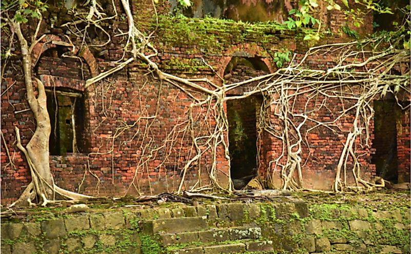 Adventitious roots of a banyan tree covering the old brick wall of a ruined building.