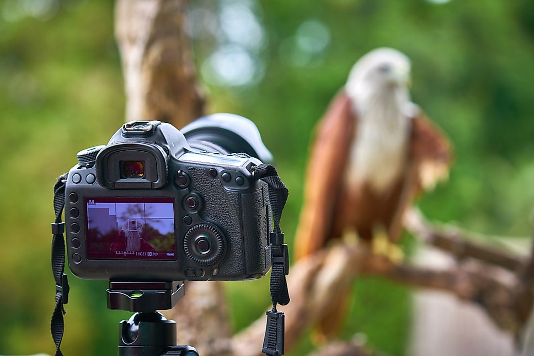 The Photo Ark project aims to photograph over 12,000 species. 