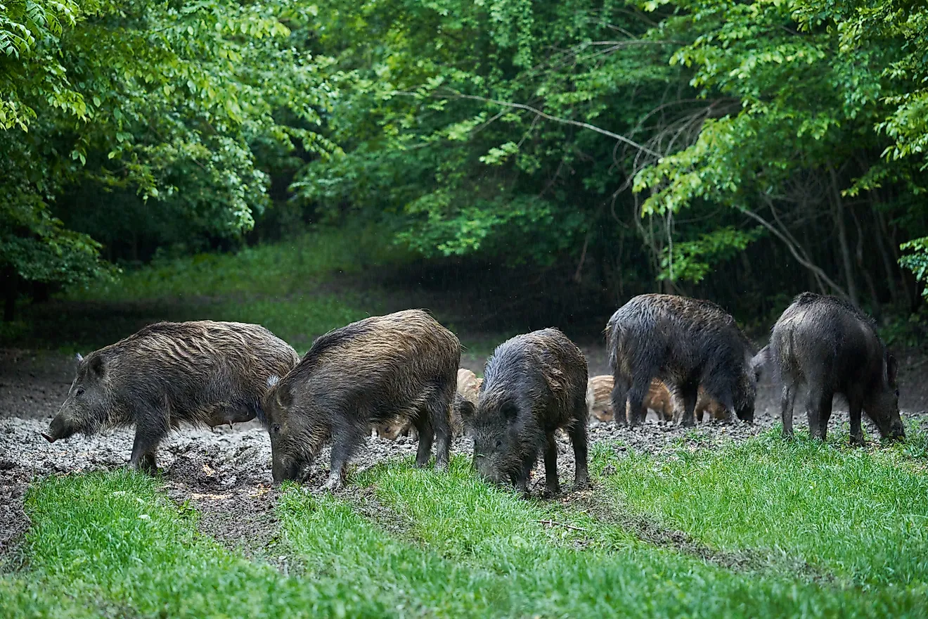 A herd of wild hogs (feral pigs) of all ages, rooting in the forest, after sunset