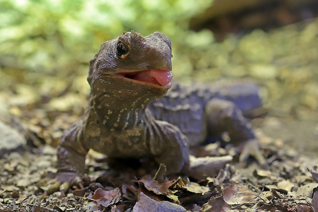 New Zealand Tuatara. Image credit: Ken Griffiths/Shutterstock.com