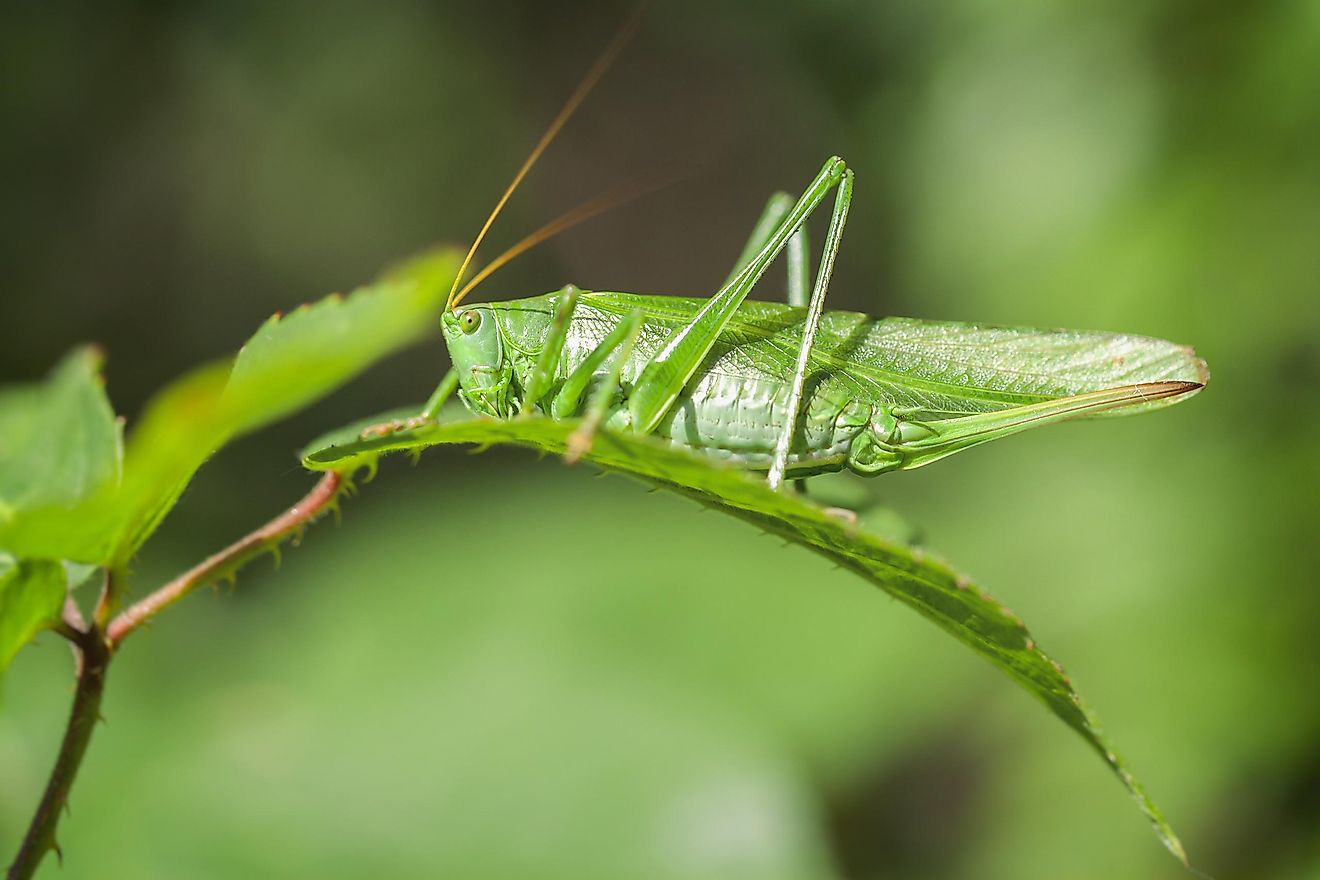 A grasshopper on a leaf. Image credit: Peter Eggermann/Shutterstock.com