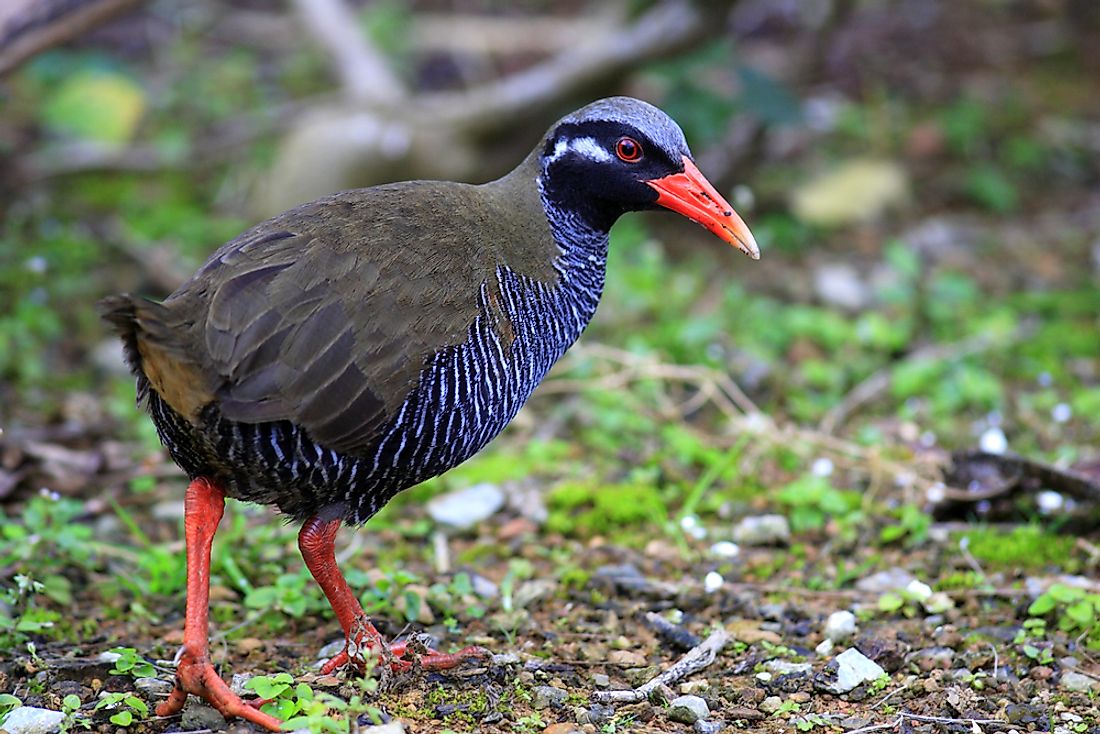 The Okinawa rail is a type of bird endemic to Japan. 