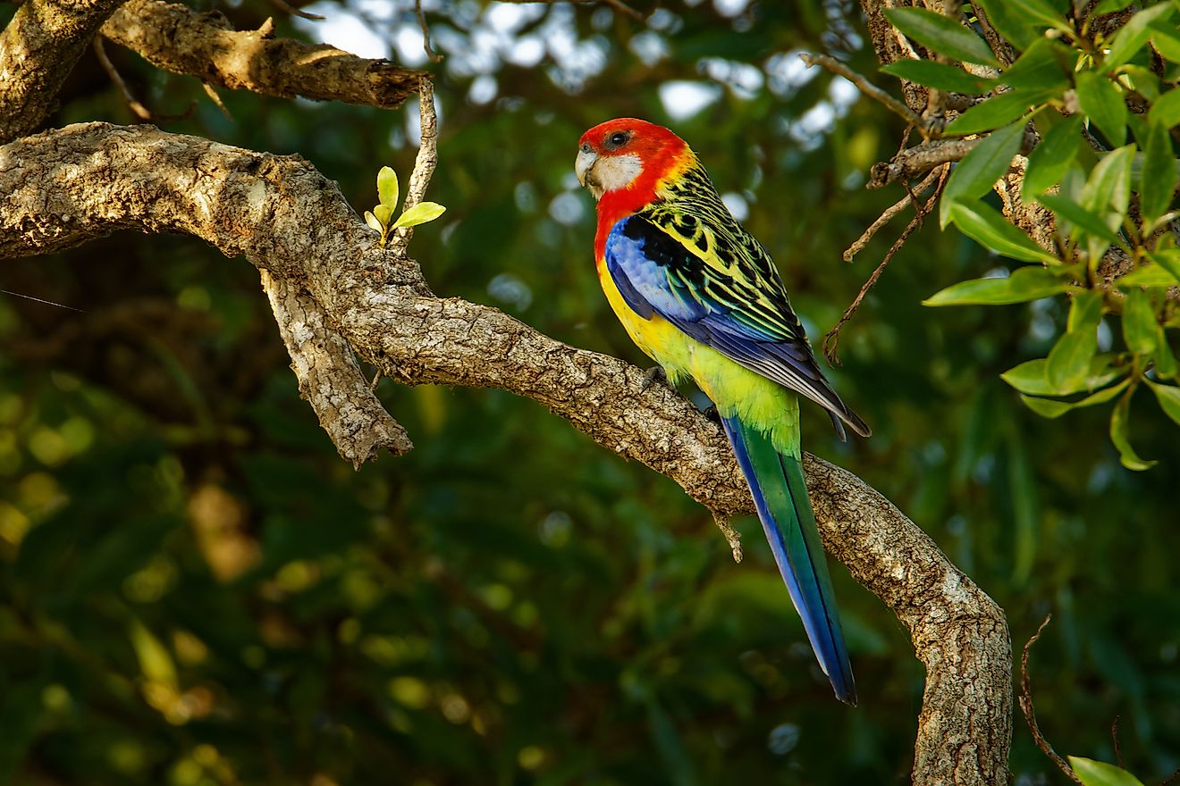 An eastern rosella in Tasmania.