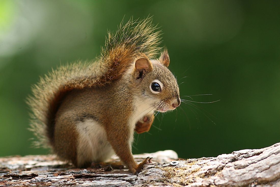 An American red squirrel in Ontario, Canada. 