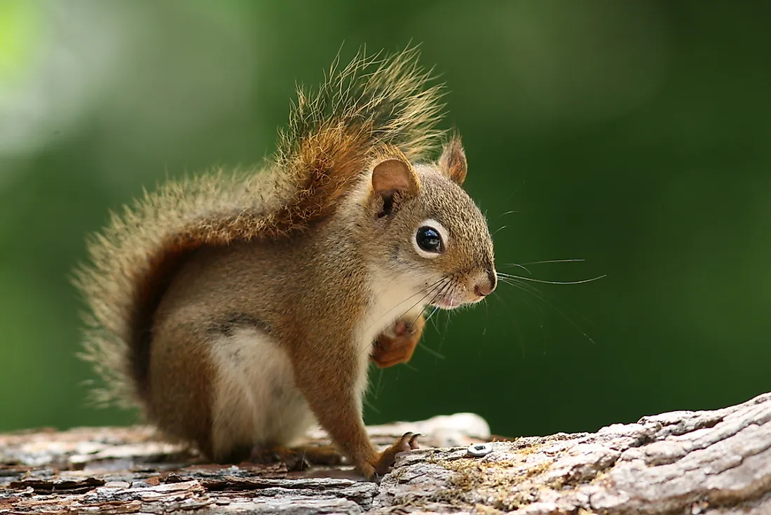 An American red squirrel in Ontario, Canada.