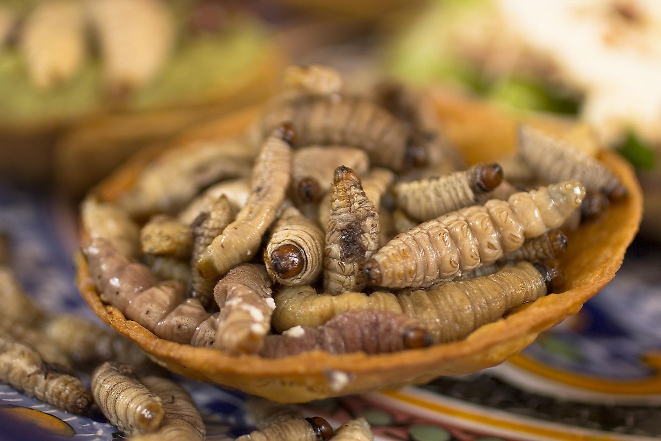 A bowl of agave worms. 