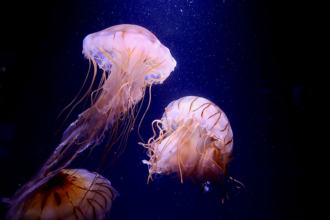 Jellyfish floating in the sea.