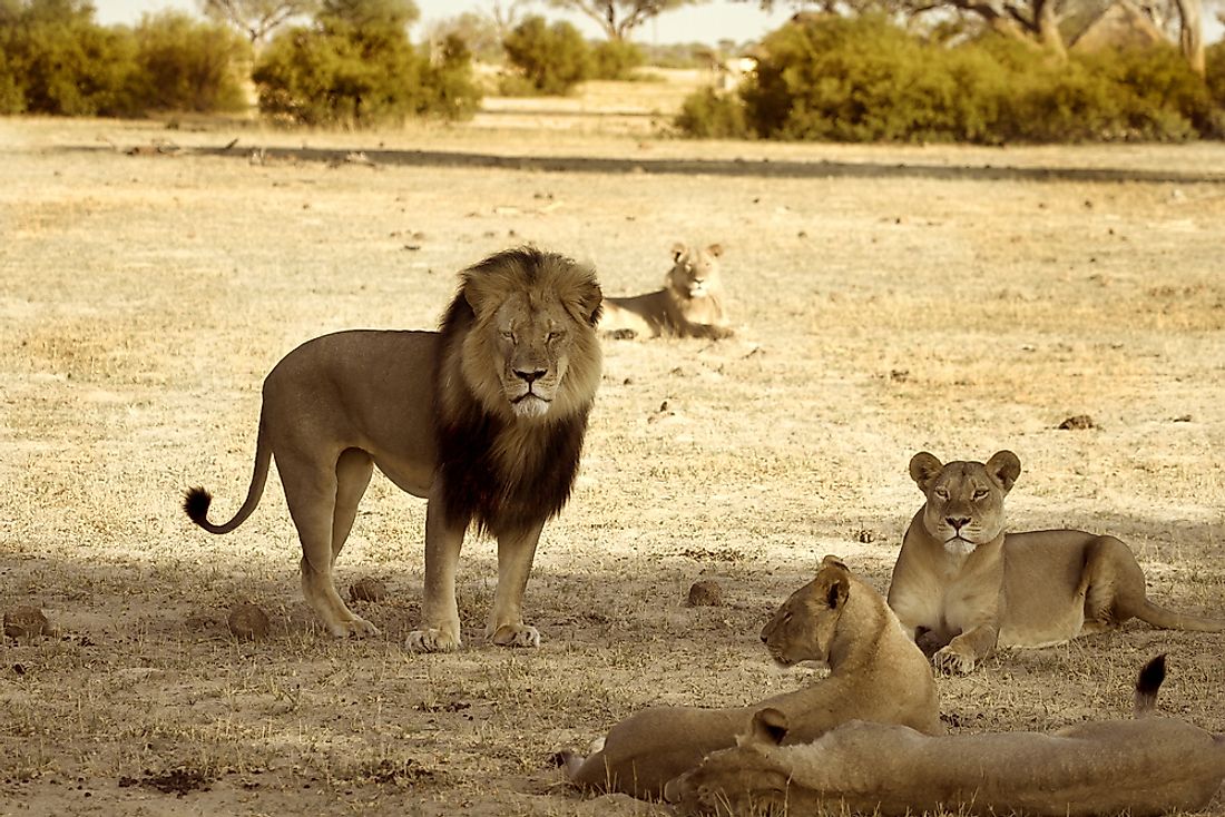 Cecil the lion with his pride, taken sometime in 2012 before his death by trophy kill shooting in 2015. Photo credit: shutterstock.com.