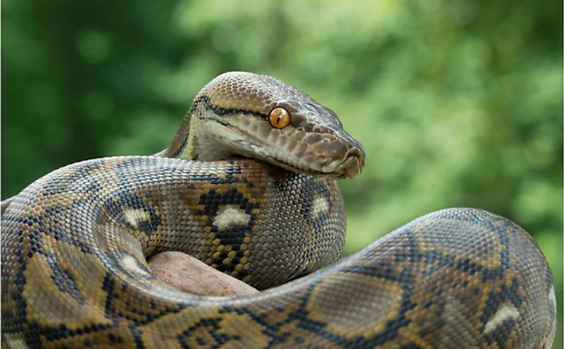 Reticulated Python Snake.