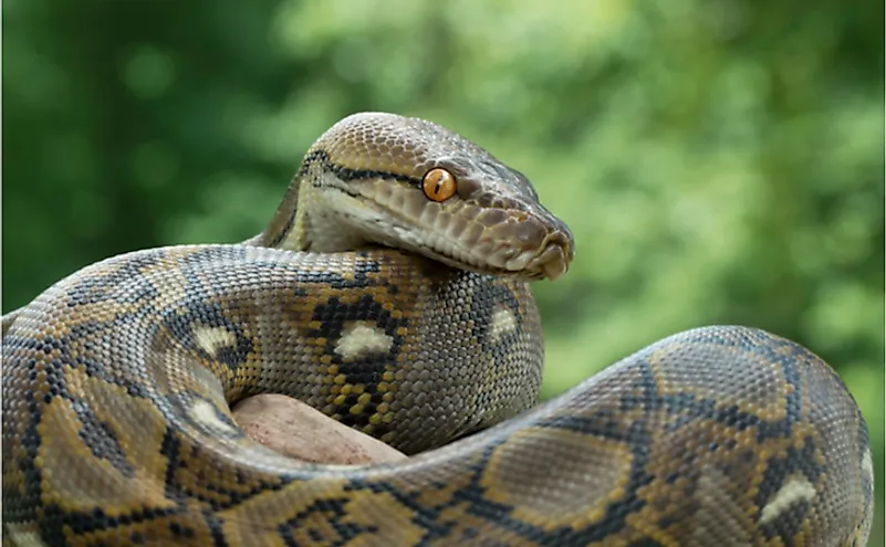 Why pythons and boas look alike