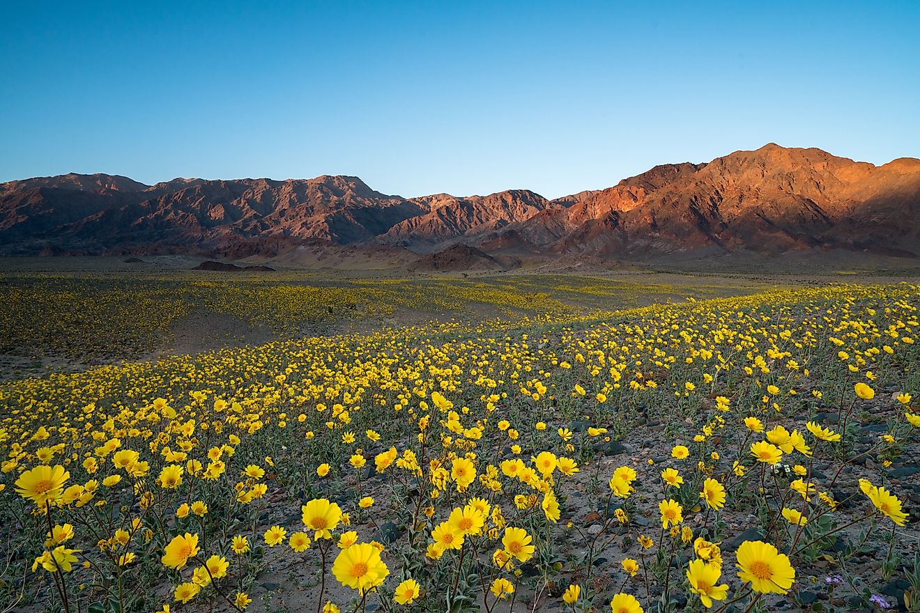 Wildflower superbloom in Death Valley National Park, California