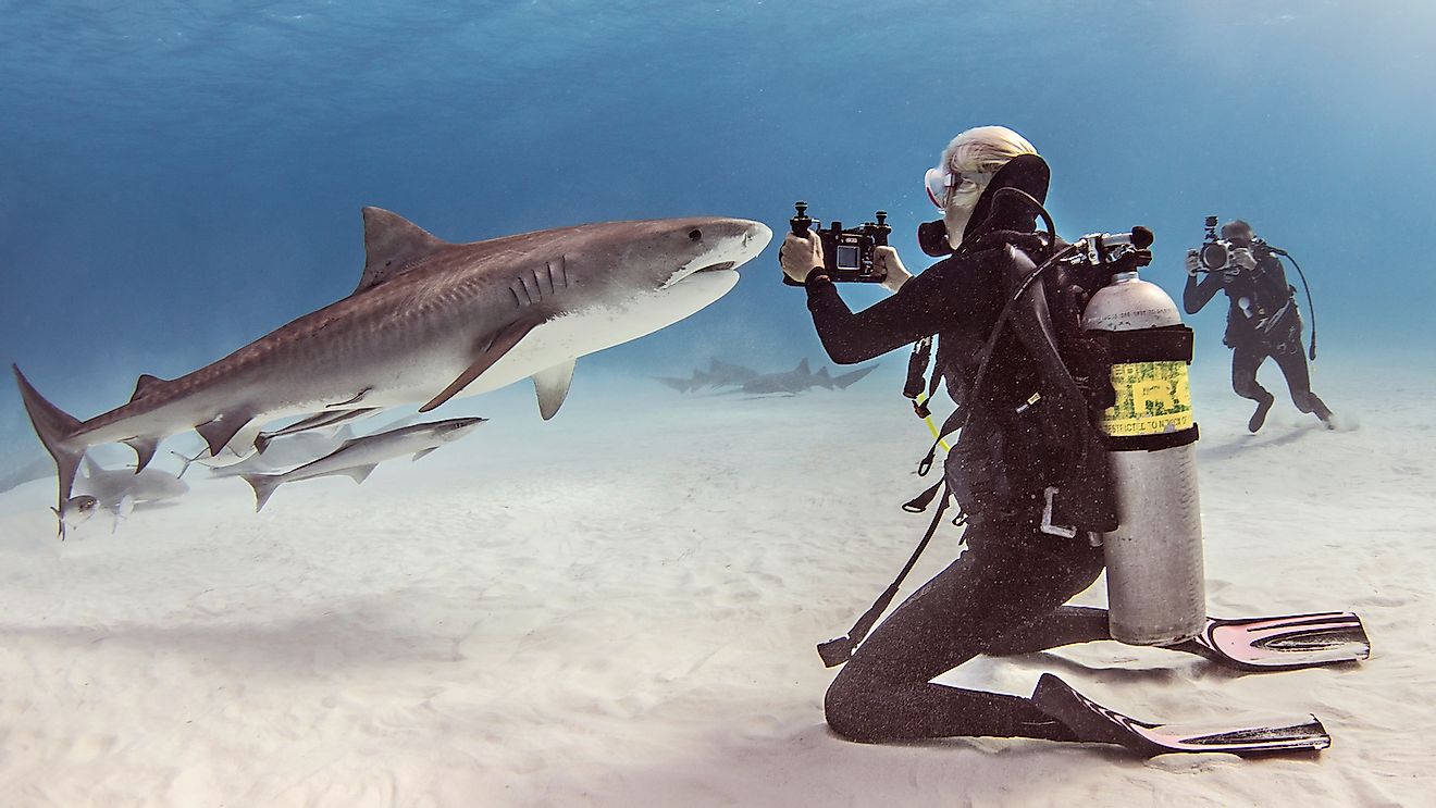 Jillian photographing a tiger shark in Bimini; Photo Credit: Kimber Kiefer