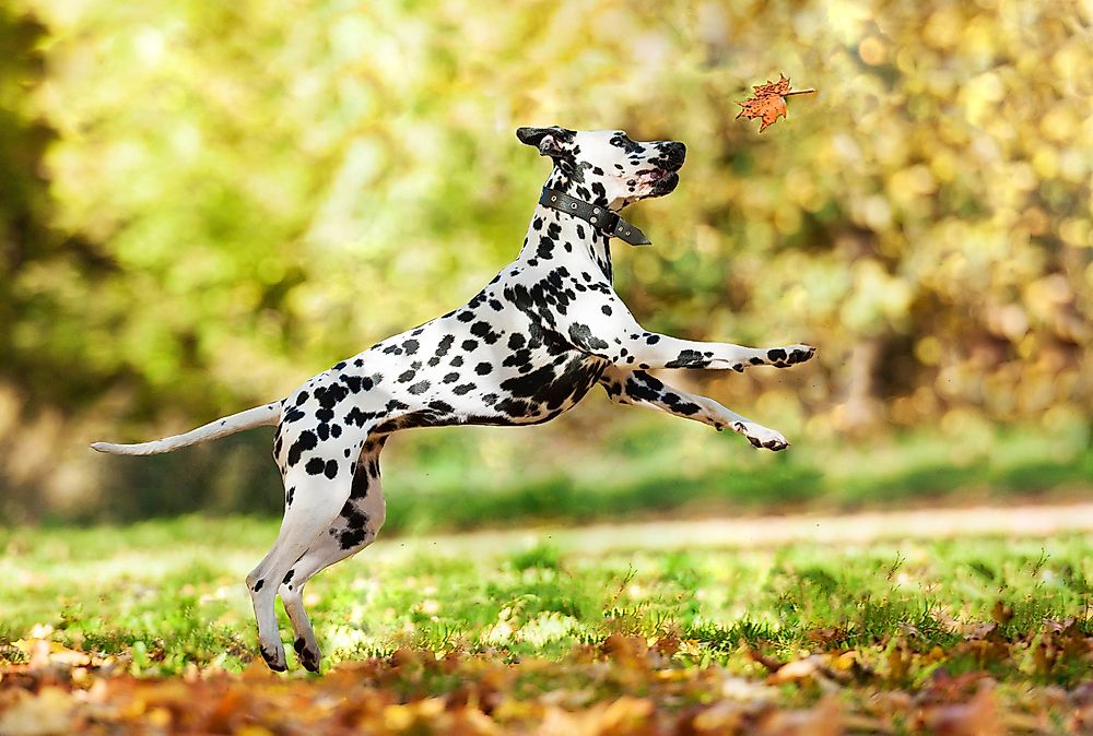 A Dalmatian dog.