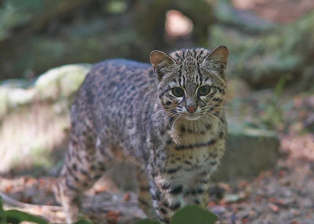 The Eight Cat Species Of The Leopardus Genus Worldatlas