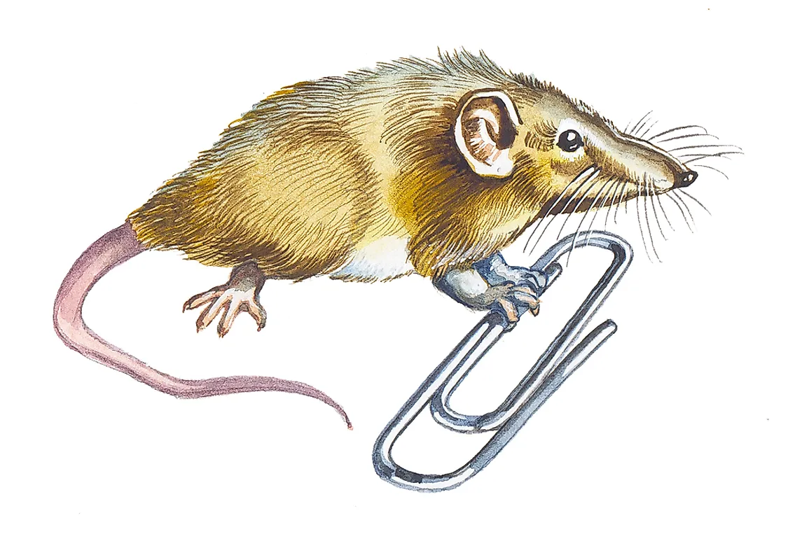 The Etruscan shrew weighs only 1.8 grams.