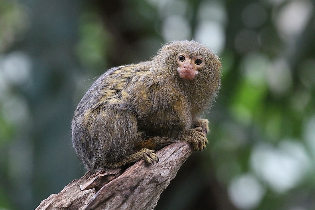 The pygmy marmoset is the smallest monkey in the world. 