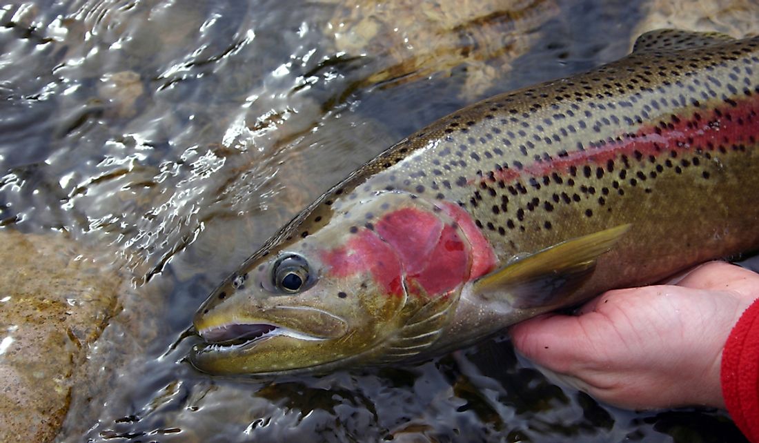 The Steelhead trout is popular catch in Washington.