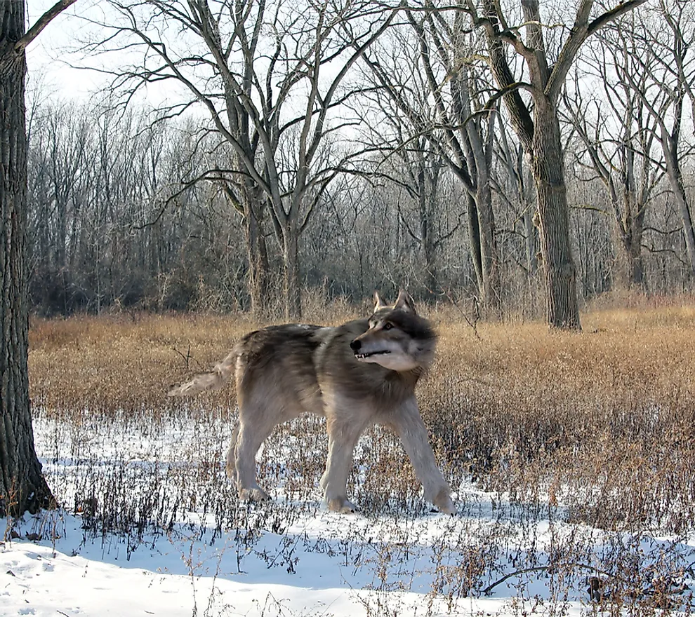 A simulated image of the extinct dire wolf.