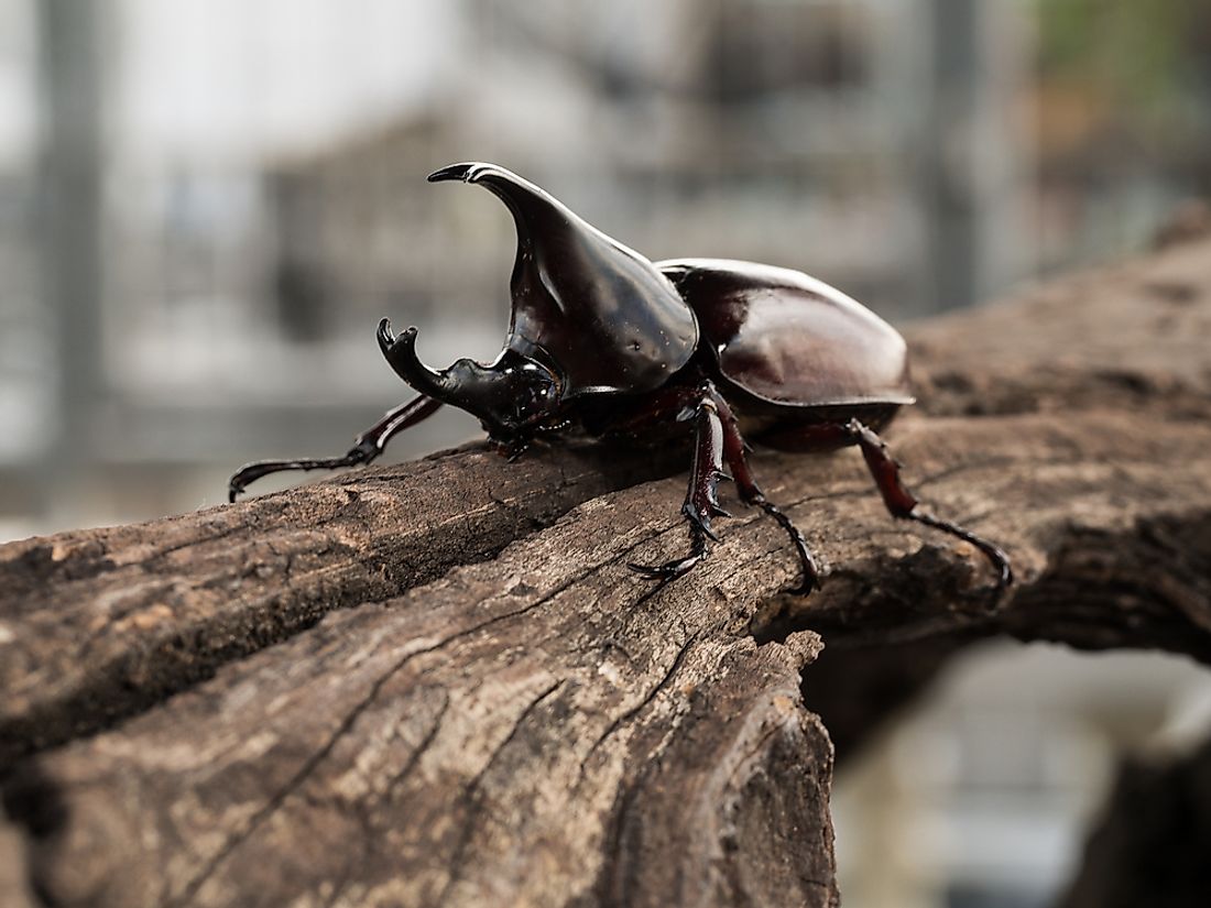 A rhinoceros beetle. 