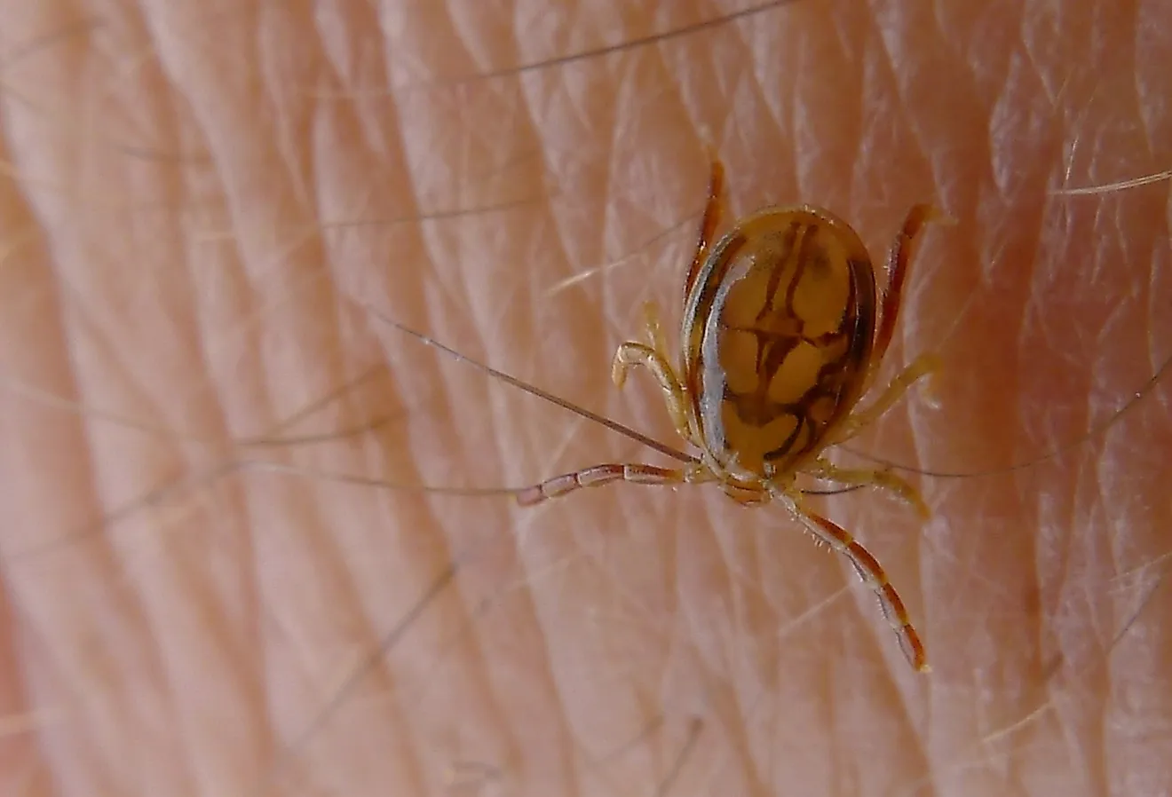 Tick, a species of Ixodidae, Australia. Image credit John Tann from Sydney, Australia, CC BY 2.0 <https://creativecommons.org/licenses/by/2.0>, via Wikimedia Commons