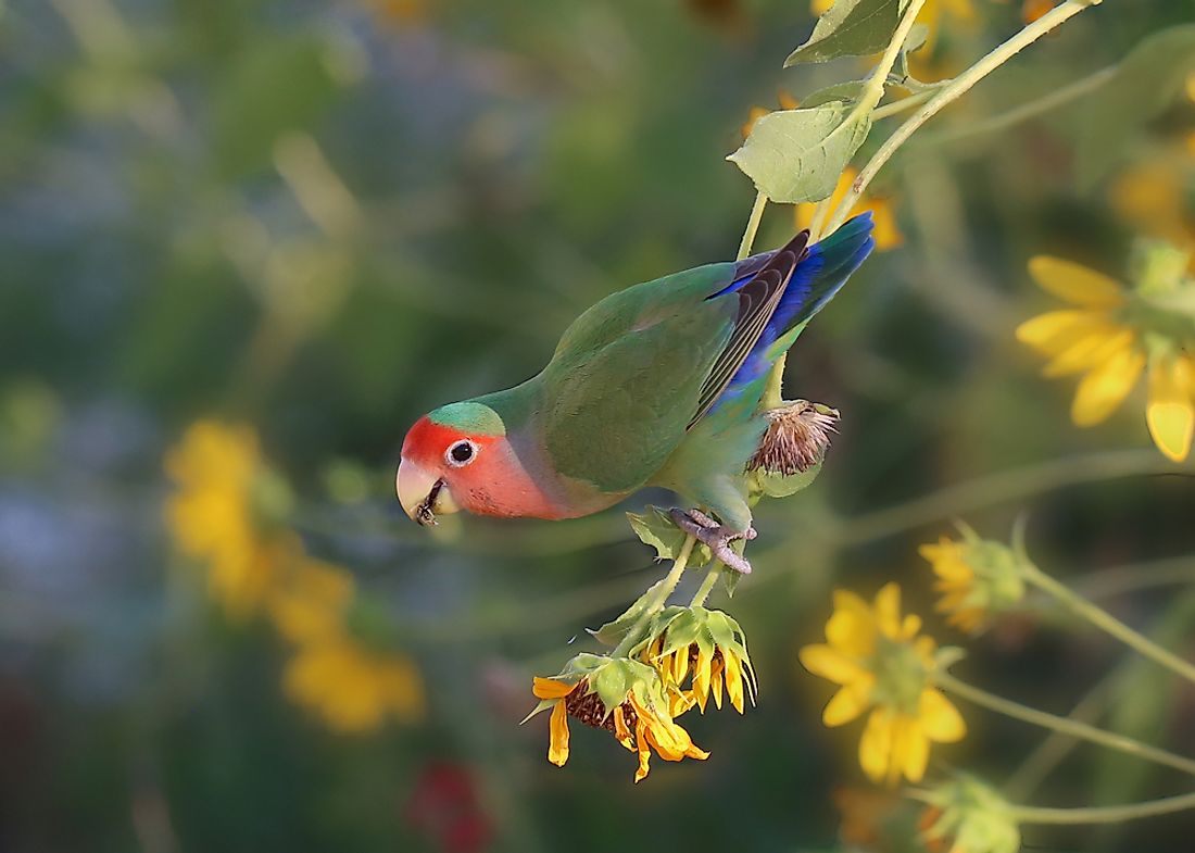 Fischer's Lovebirds are colorful birds native to parts of eastern Africa.